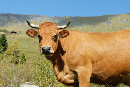 Alpine cowの写真素材
