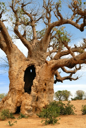 baobab in Africa, senegal の写真素材