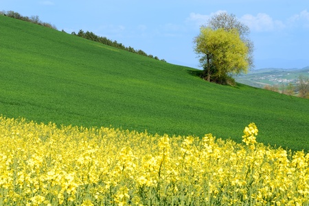 colored landscape with a tree 