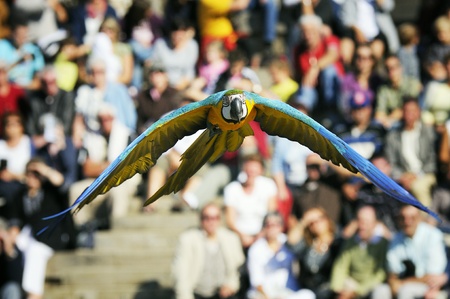 Blue-and-yellow macaw - (Ara ararauna) flying in a showの写真素材