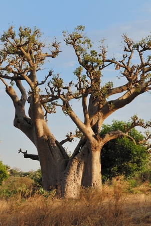 baobab in savannah, landscape of africa, senegal.の写真素材