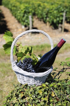Bottle of red wine and grapes in basket の写真素材