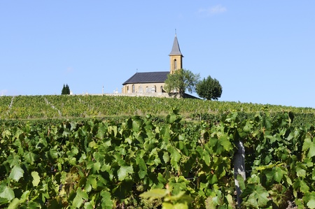 vineyards and churchin french country in summer の写真素材