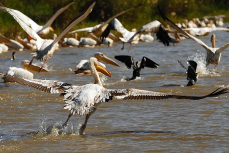 pelicans and cormorans の写真素材