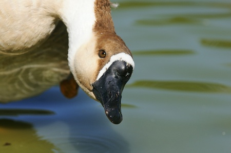 Curious and attractive salavge goose headの写真素材