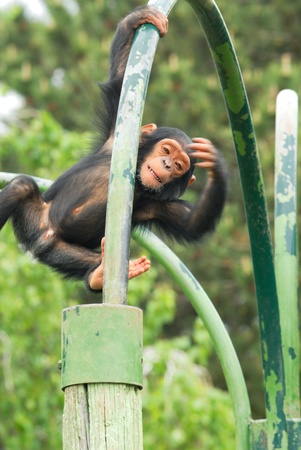 Climbing young monkey in a zooの写真素材