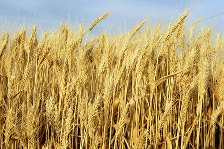 Gold wheat and blue sky with sunの写真素材
