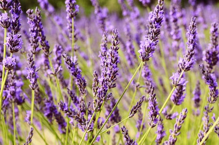 Image shows a lavender field in the region of Provence, southern Franceの写真素材