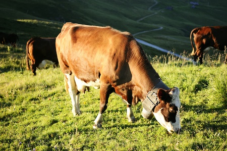 Cow, farm animal in the french alps, Abondance race cow, savy, beaufort sur Doron