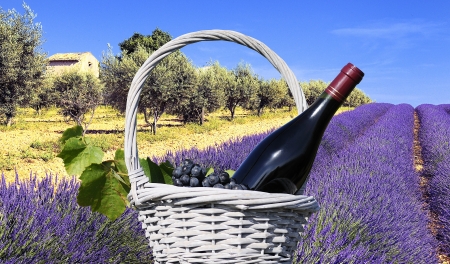 mage shows a lavender field in the region of Provence, southern France mage shows a lavender field in the region of Provence, southern France
