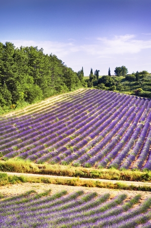 Image shows a lavender field in the region of Provence, southern Franceの写真素材