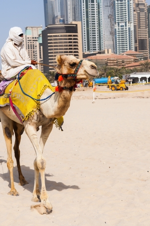 Camel in the famous Dubai modern city, United Arab Emiratesの写真素材