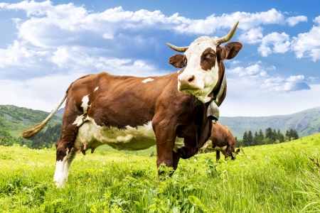 Cow, farm animal in the french alps, Abondance race cow, savy, beaufort sur Doronの写真素材