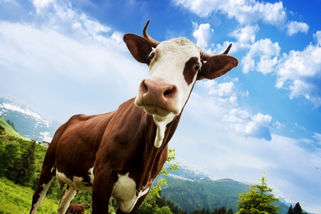 Cow, farm animal in the french alps, Abondance race cow, savy, beaufort sur Doronの写真素材