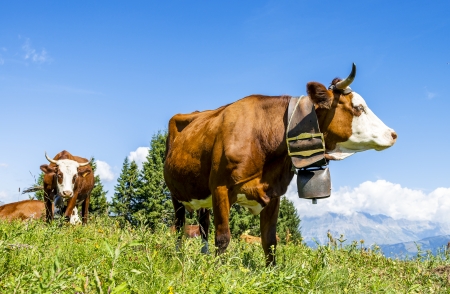 Cow, farm animal in the french alps, Abondance race cow, savy, beaufort sur Doronの写真素材