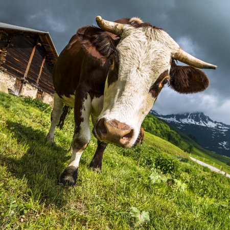 Cow, farm animal in the french alps, Abondance race cow, savy, beaufort sur Doronの写真素材