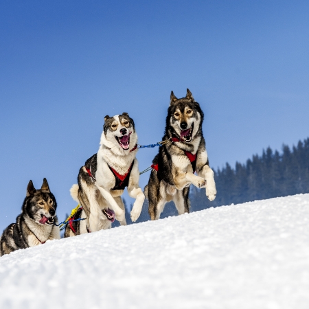 sportive dog team is running in the snow