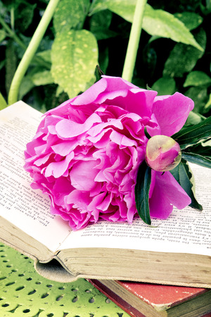 Romantic pink peonies with a old book in the gardenの写真素材