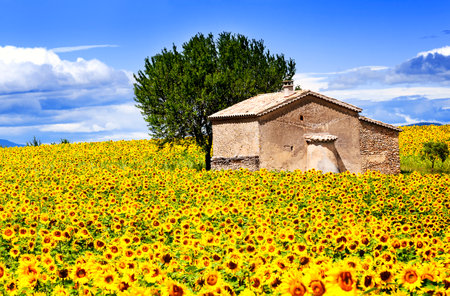 Beautiful landscape with sunflower field over cloudy blue sky and bright sun lights のeditorial素材