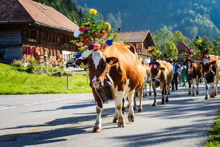 Charmey, Fribourg, Switzerland - 26 September 2015 : Farmers with a herd of cows on the annual transhumance at Charmey near Gruyeres, Fribourg zone on the Swiss alpsのeditorial素材