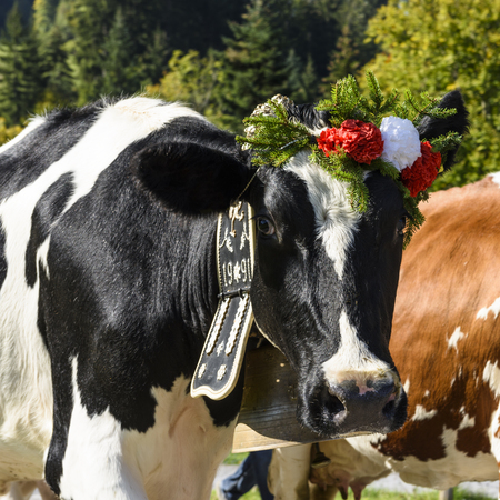 Farmers with a herd of cows on the annual transhumance at Charmey near Gruyeres, Fribourg zone on the Swiss alpsの写真素材
