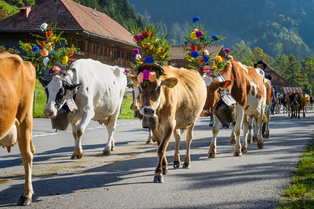 Charmey, Fribourg, Switzerland - 26 September 2015 : Farmers with a herd of cows on the annual transhumance at Charmey near Gruyeres, Fribourg zone on the Swiss alpsのeditorial素材