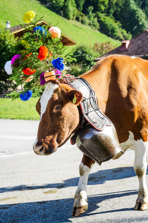 Charmey, Fribourg, Switzerland - SEPTEMBER 26 2015 : Farmers with a herd of cows on the annual transhumance at Charmey near Gruyeres, Fribourg zone on the Swiss alpsのeditorial素材