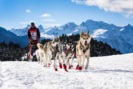SARDIERES VANOISE, FRANCE - JANUARY 20 2016 - the GRANDE ODYSSEE the hardest mushers race in savoie Mont-Blanc, Andreas Kraft, germanic musher, Vanoise, Alpsのeditorial素材