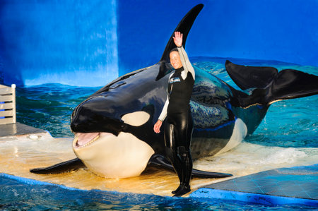 MIAMI,US - JANUARY 24,2014: Lolita,the killer whale at the Miami Seaquarium.Founded in 1955,the oldest oceanarium in the United States,the facility receives over 500,000 visitors annuallyのeditorial素材