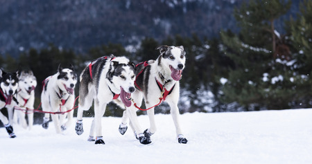 sportive dog team is running in the snowの写真素材
