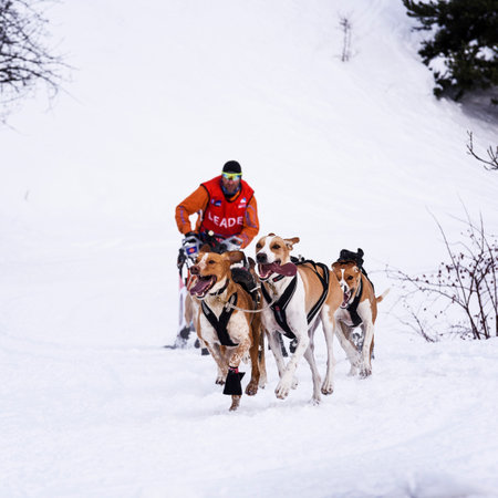 SARDIERES VANOISE, FRANCE - JANUARY 20 2016 - the GRANDE ODYSSEE the hardest mushers race in savoie Mont-Blanc, Remy COSTE, French musher, Vanoise, Alpsのeditorial素材