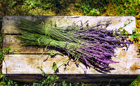 lavender field in south of France with decorative basketの写真素材