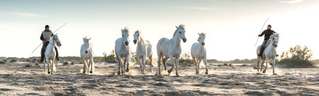 04/28/2019: White horses are walking in the sand all over the landskape of Camargue, south of Franceのeditorial素材