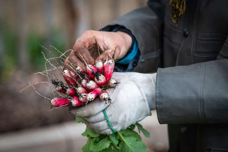 the hand of an urban market gardener has just picked up a bunch of radishes in a micro-farm in the center of the city of Lyonの写真素材