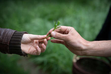 Close up woman hand picking cosmos flowers in a garden.の写真素材