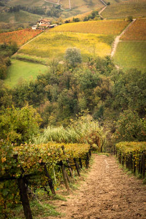 Barolo wine region, Langhe, Piedmont, Italyの写真素材