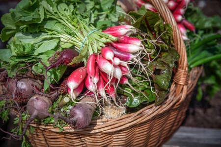 tasted and fresh carrot vegetables on a marketの写真素材