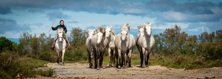 Herd of white horses are taking time on the beach. Image taken in Camargue, France.のeditorial素材