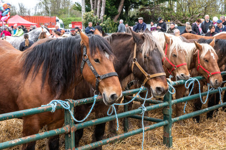 Beaucroissant, Isere, Rhone Alpes Auvergne, France April 22 2023: Famous fair of Beaucroissant, the oldest fair of France since year 1219のeditorial素材