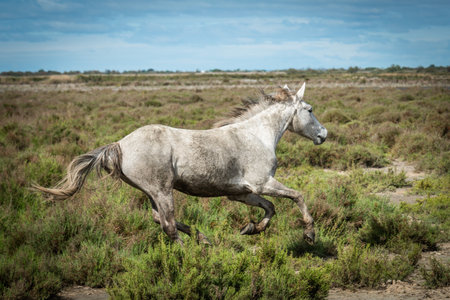 White horses is galloping in the land of Camargueの写真素材