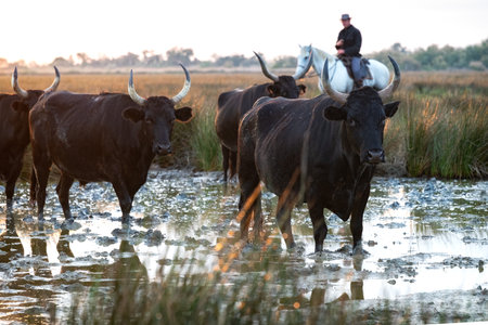 Cowboy carrying a long cattle prod near a herd of bulls, Camargue, Franceの写真素材