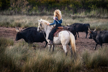 Cowboy carrying a long cattle prod near a herd of bulls, Camargue, Franceの写真素材