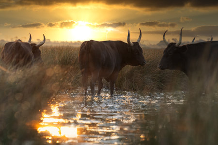 Group of bulls in the sun of Camargue, Franceの写真素材