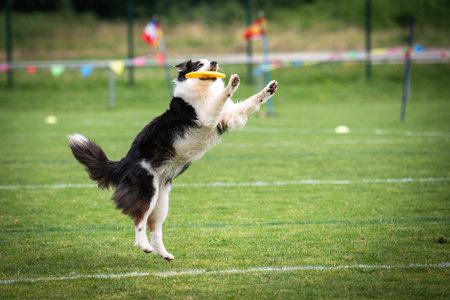A dog is jumping to keep a frisbee. The sport is named: disc dogの写真素材
