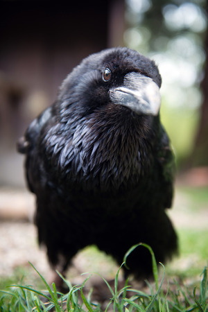 portrait of black ravenの写真素材