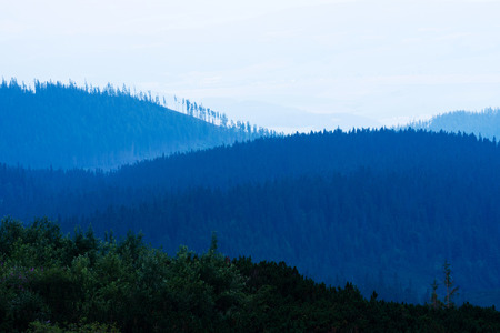 blue color of forest during sunsetの写真素材
