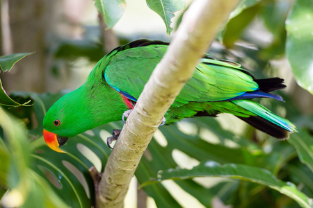 Alexandrine Parakeet sitting on a tree branch
