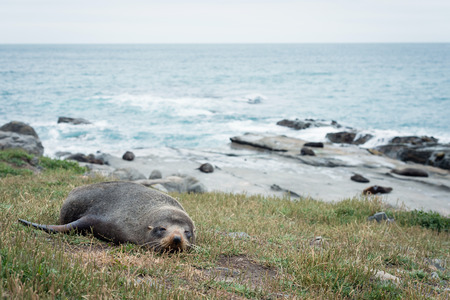 One of fur seals from the colony resting on grass, ocean in the background, New Zealandの写真素材