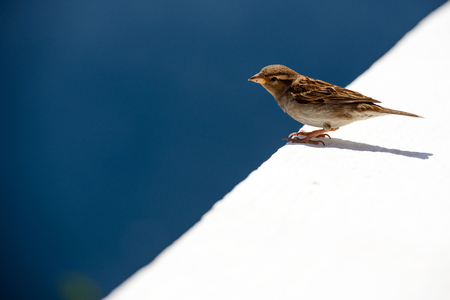 House sparrow sitting on the white wall, blue backgroundの写真素材