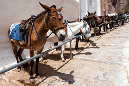 Santorini donkeys on the steps to Fira used for transportation, Greeceの写真素材